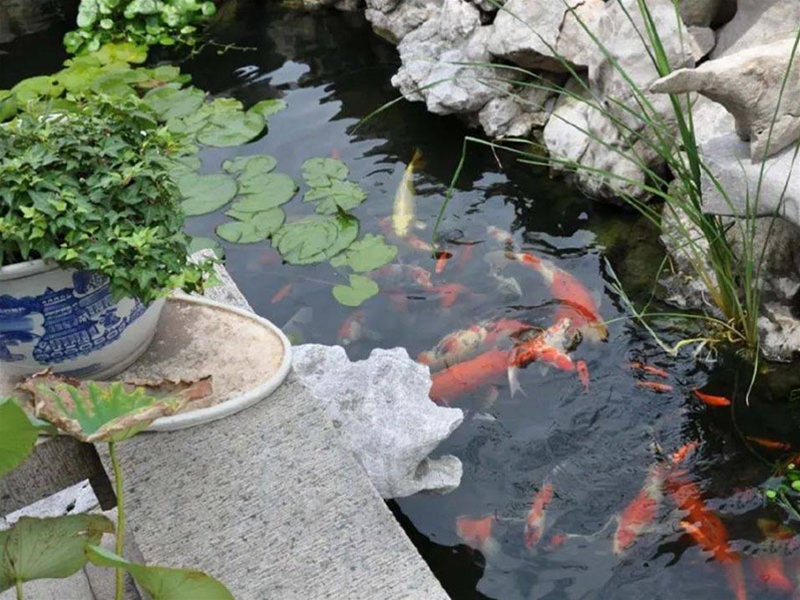 假山錦鯉魚池
